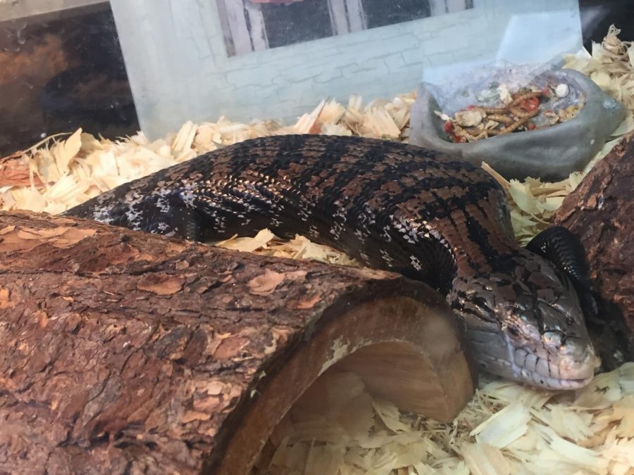 Dave_the_Blue-Tongued_Skink%5B1%5D